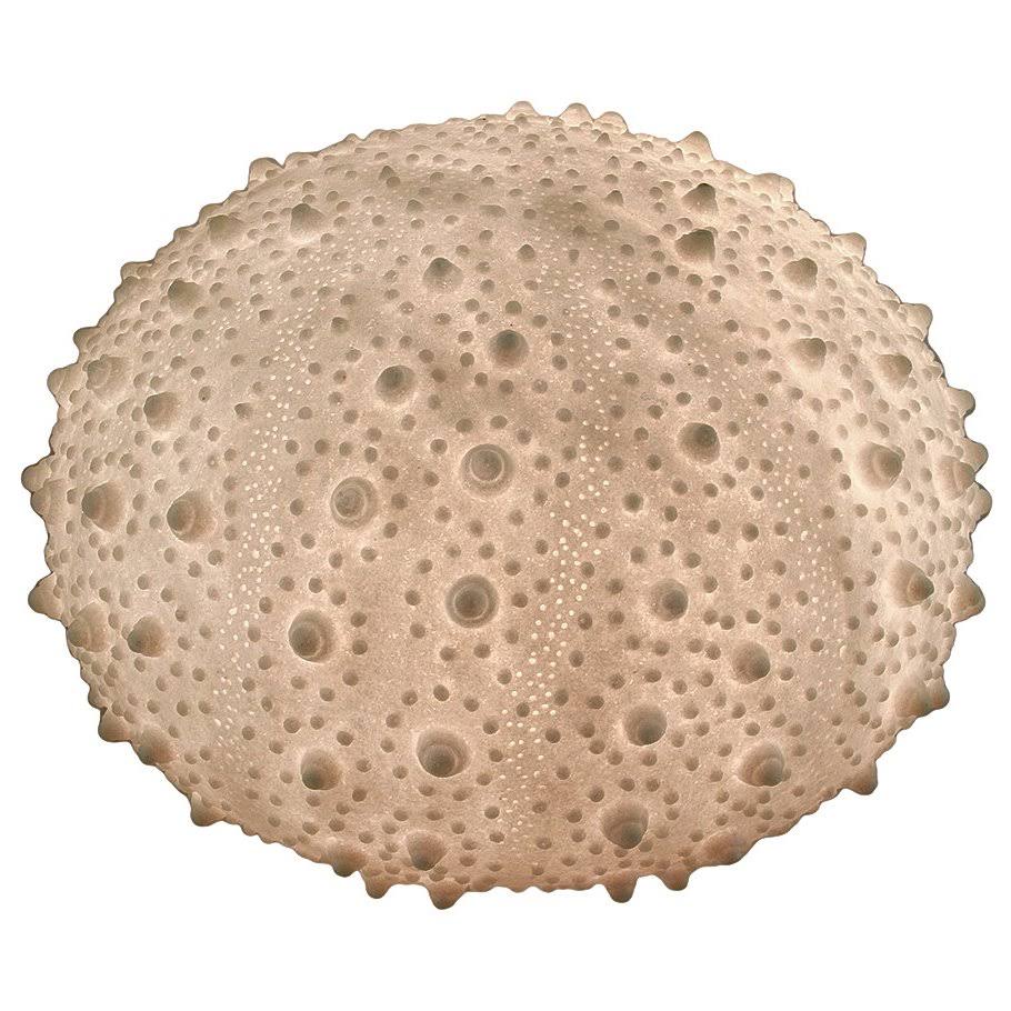 Zeckos White Sea Urchin Coastal Accent Lamp 13 inch