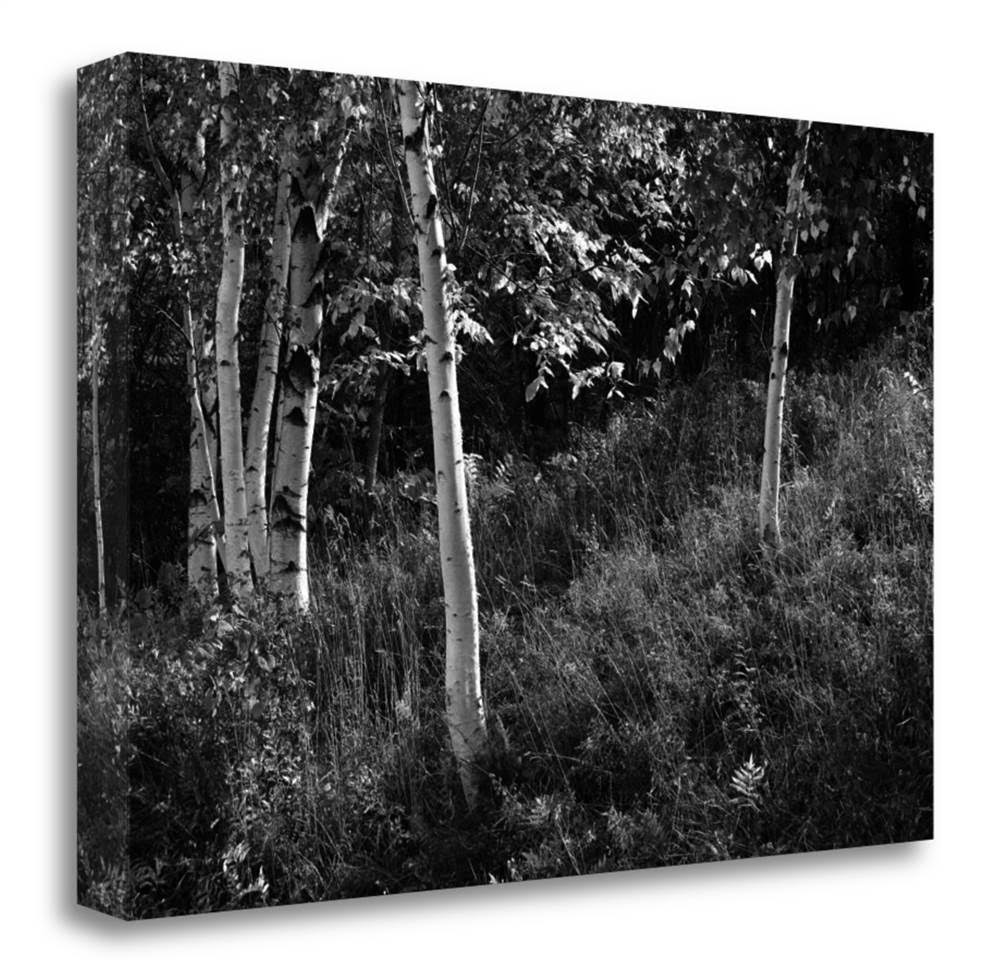 20x22 x 31x22 Sunlit Birches I by Sue Schlabach Fine Art Giclee Print