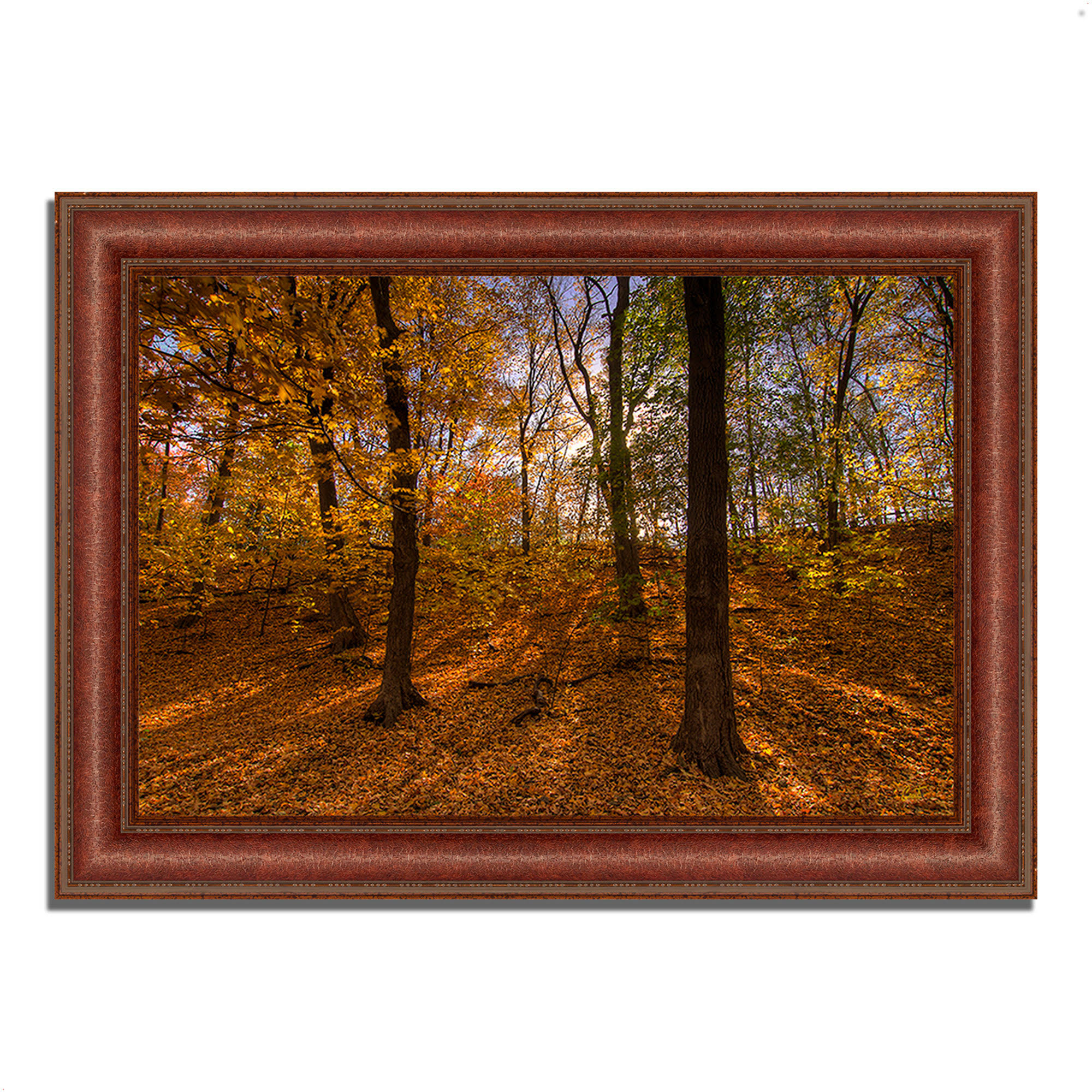 Tangletown Fine Art 37x22 x 52x22 Sun Spackled Wood Framed Photograph Print