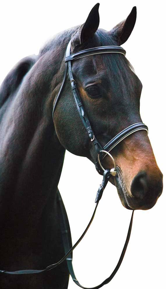Henri De Rivel Dressage Bridle with Web Reins - COB / Black/White