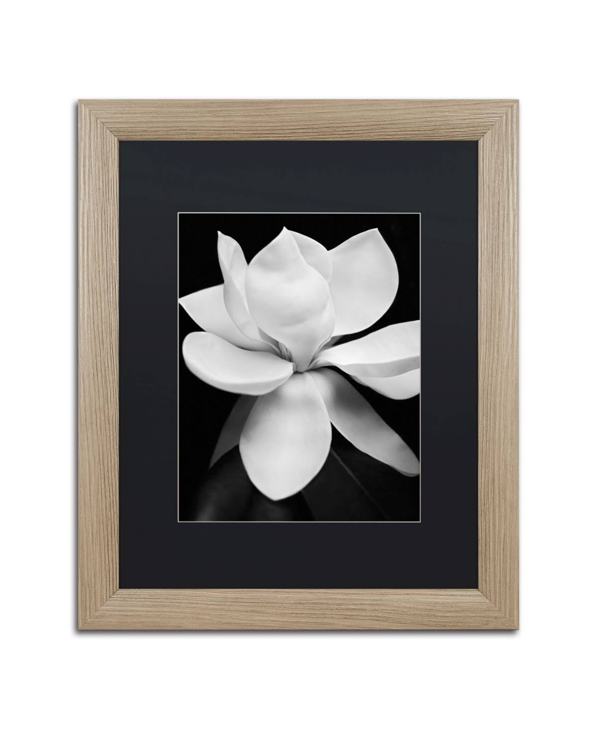 Trademark Fine Art Magnolia by Michael Harrison, Black Matte, Birch Frame 16x20-Inch