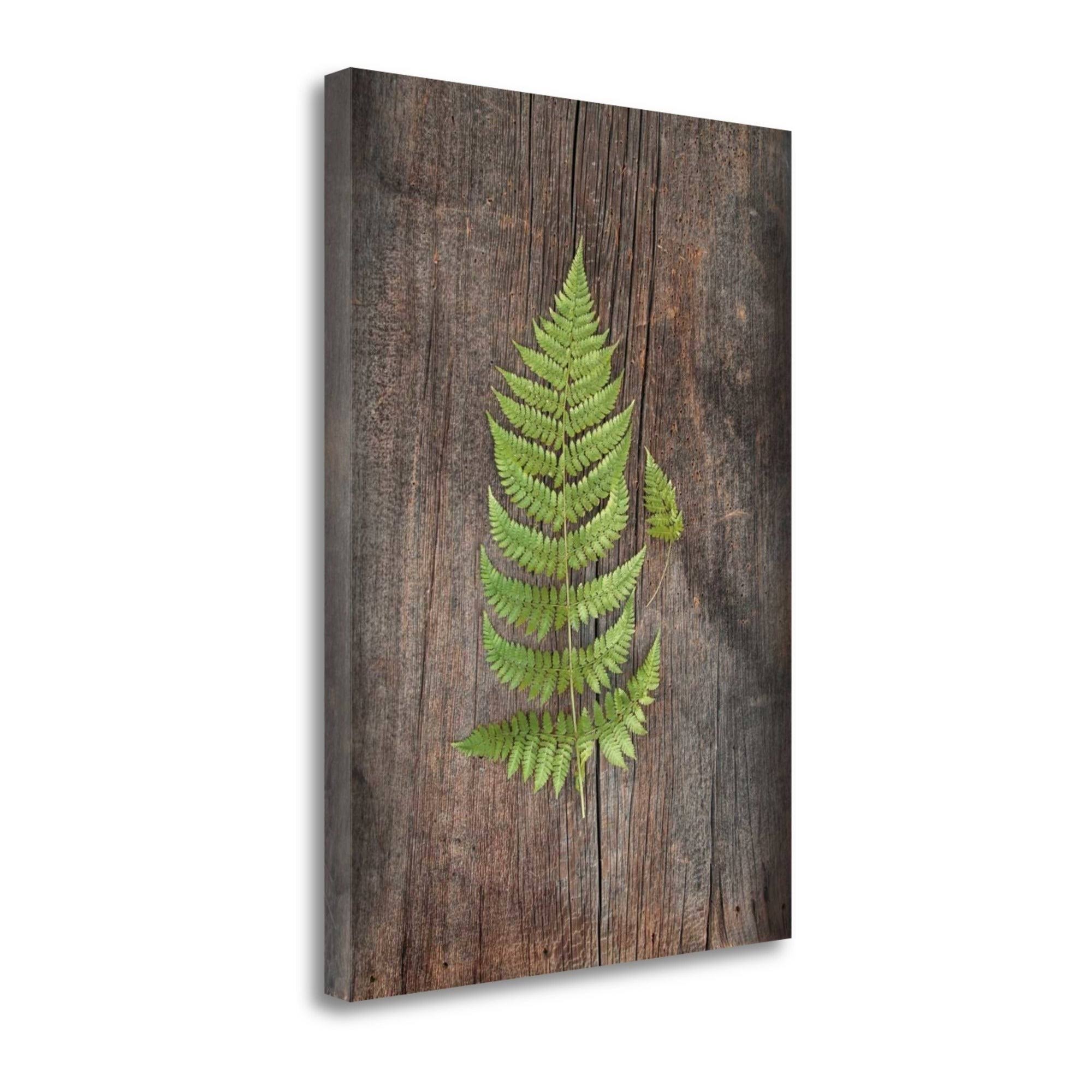22x22 x 16x22 Woodland Fern IV by Sue Schlabach Fine Art Giclee Print