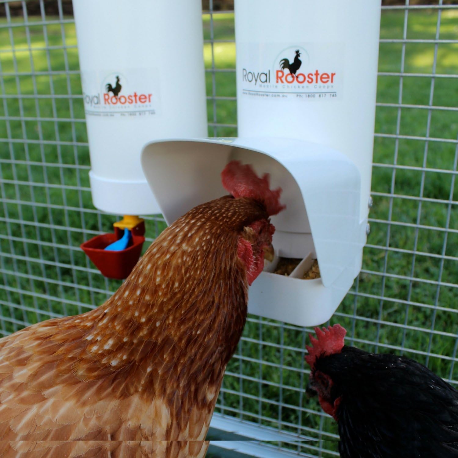 Royal Rooster Chicken Poultry Feeder with Rain Cover – 6.5 Pound Capacity
