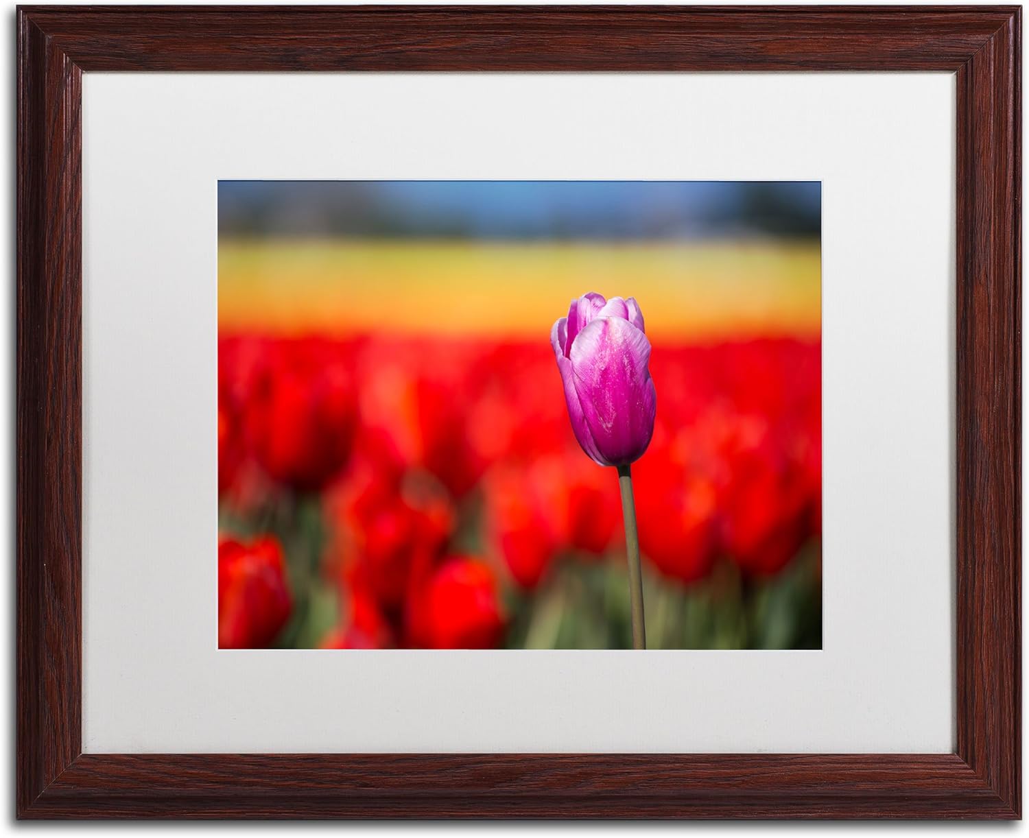 Purple Tulip White Matte Artwork by Pierre Leclerc, 16 by 20-Inch, Wood Frame Pack of 2