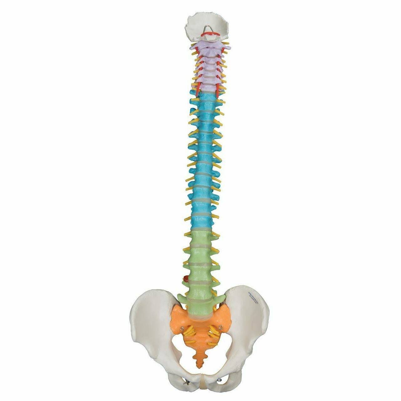 3B Scientific A58/8 Didactic Flexible Spine Model