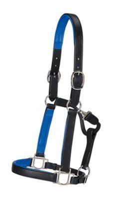 Dover Saddlery Bright Padded Halter - Black/Royal , Horse-F/s