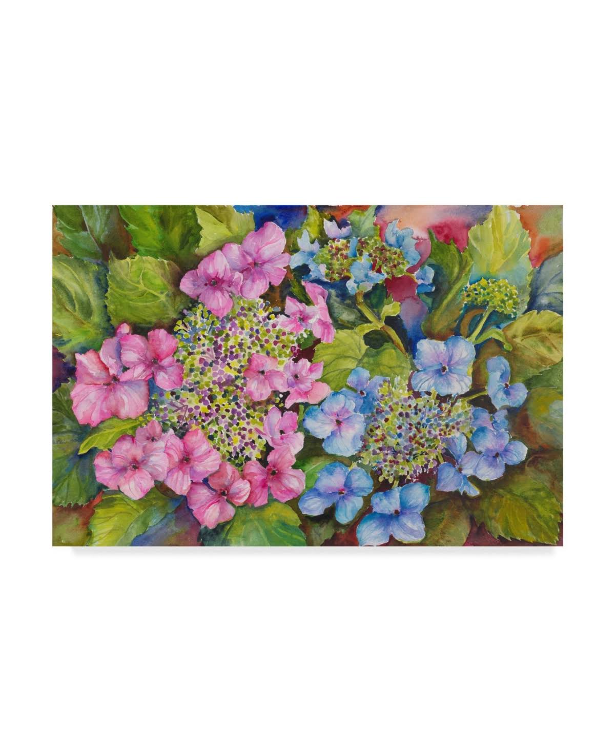 Trademark Fine Art Ali30490-C1624Gg Joanne Porter 'Lacy Hydrangea' Can