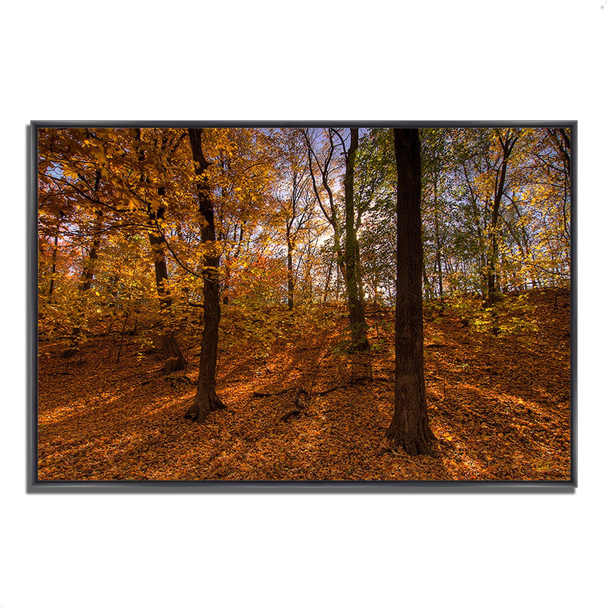 Sun Spackled Wood , 32x22 x 22x22 Fine Art Giclee Print on Gallery Wrap