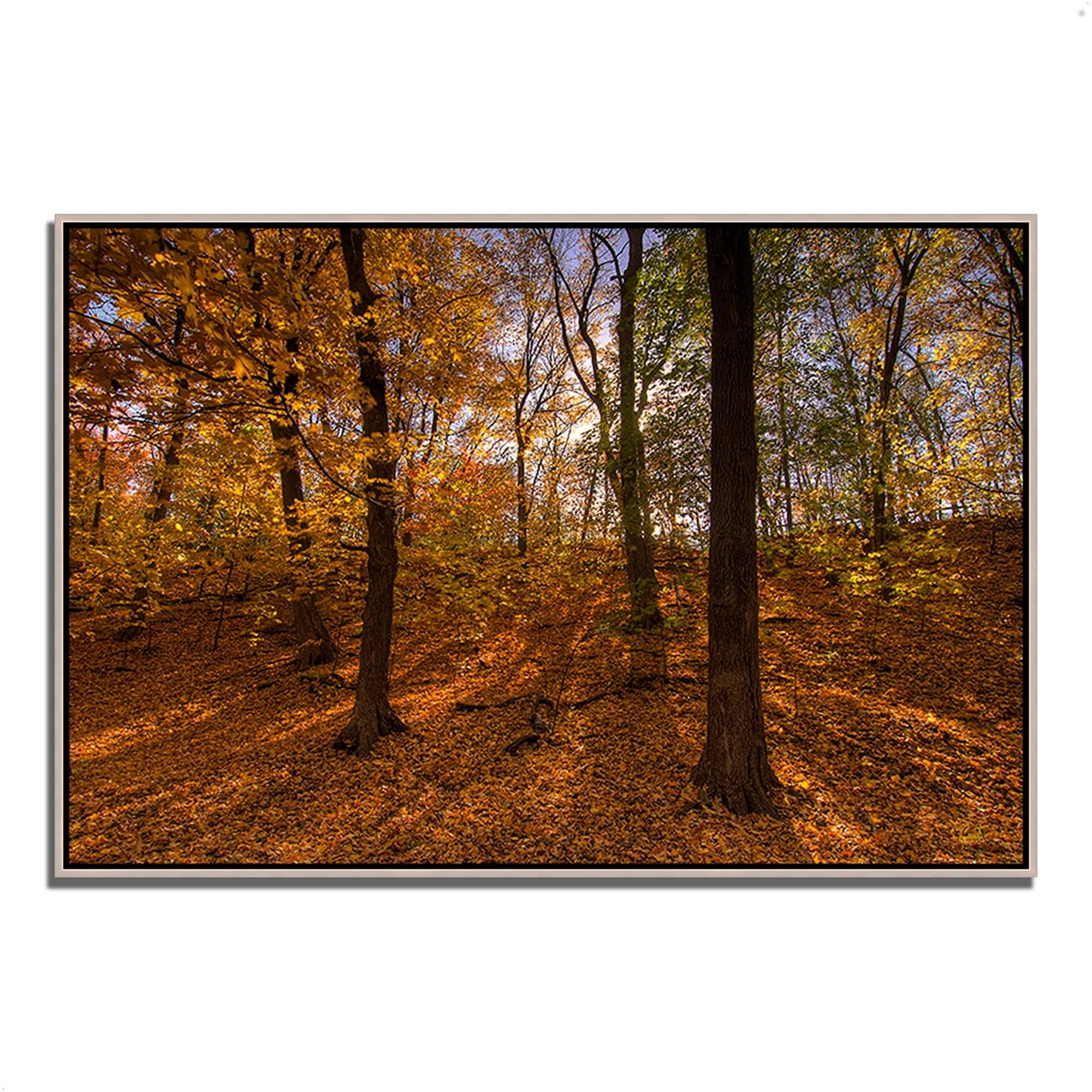 Sun Spackled Wood , 47x22 x 32x22 Fine Art Giclee Print on Gallery Wrap