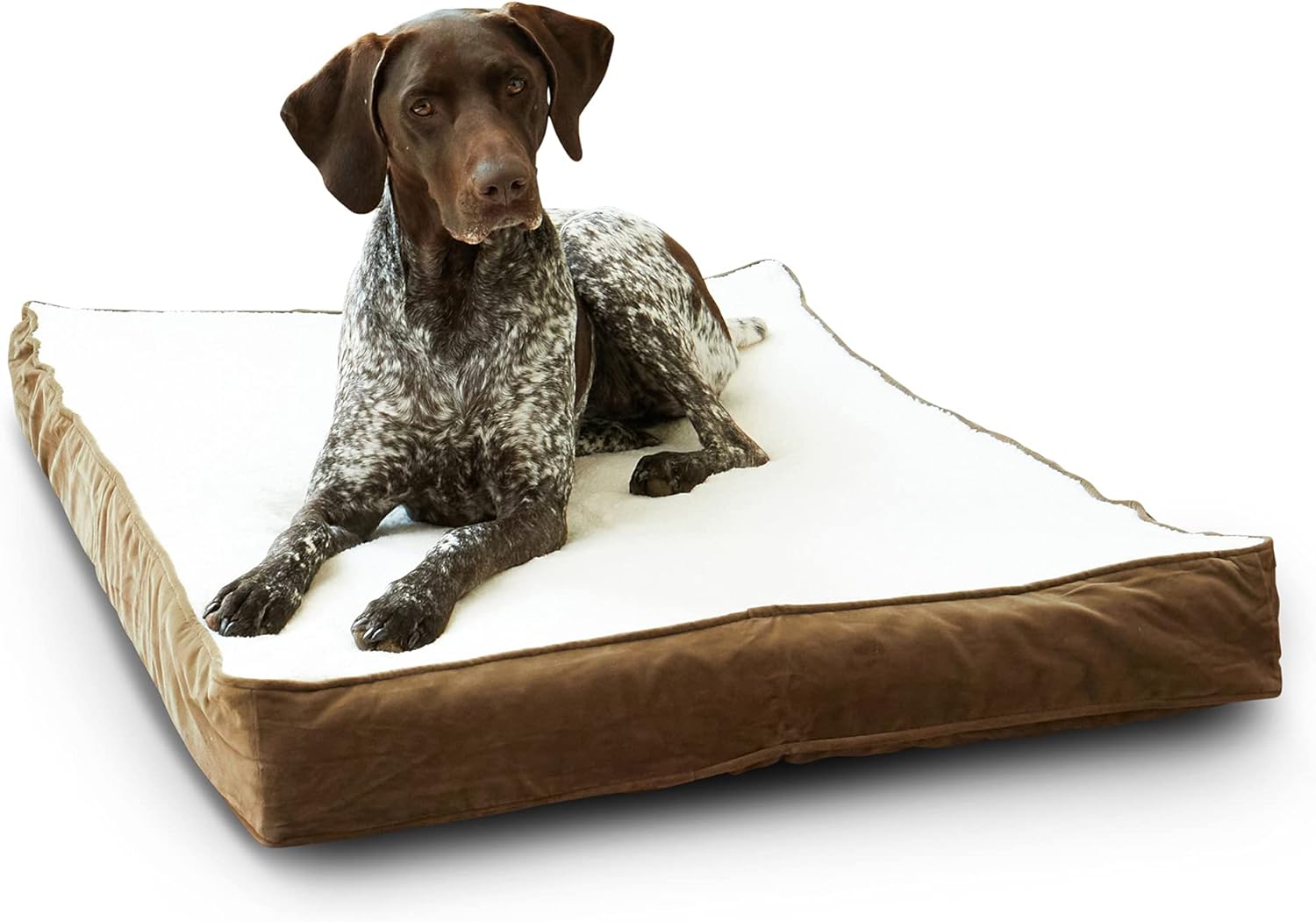 South Pine Porch Ollie Rectangle Orthopedic Foam Dog Bed Pack of 2