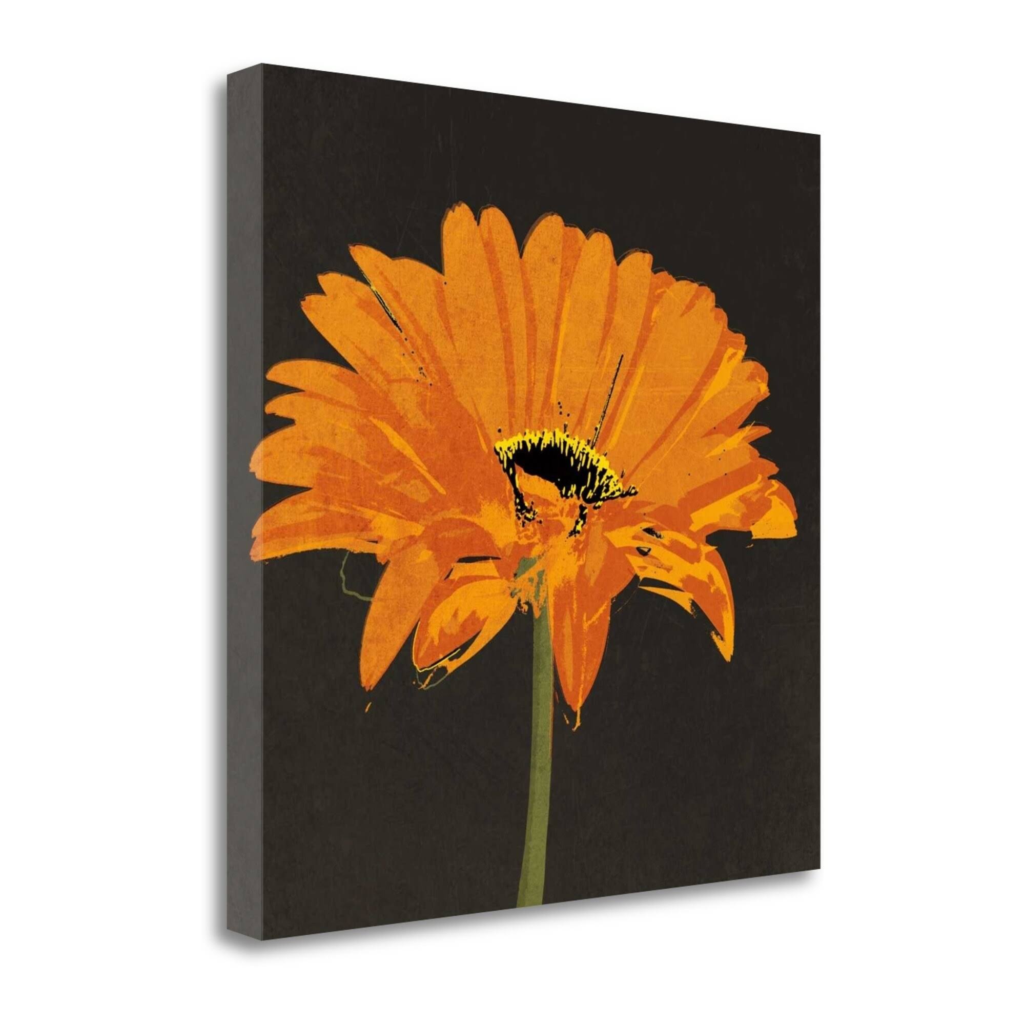 30x22 x 30x22 Midnight Gerbera II by Robert Lacie Fine Art Giclee Print