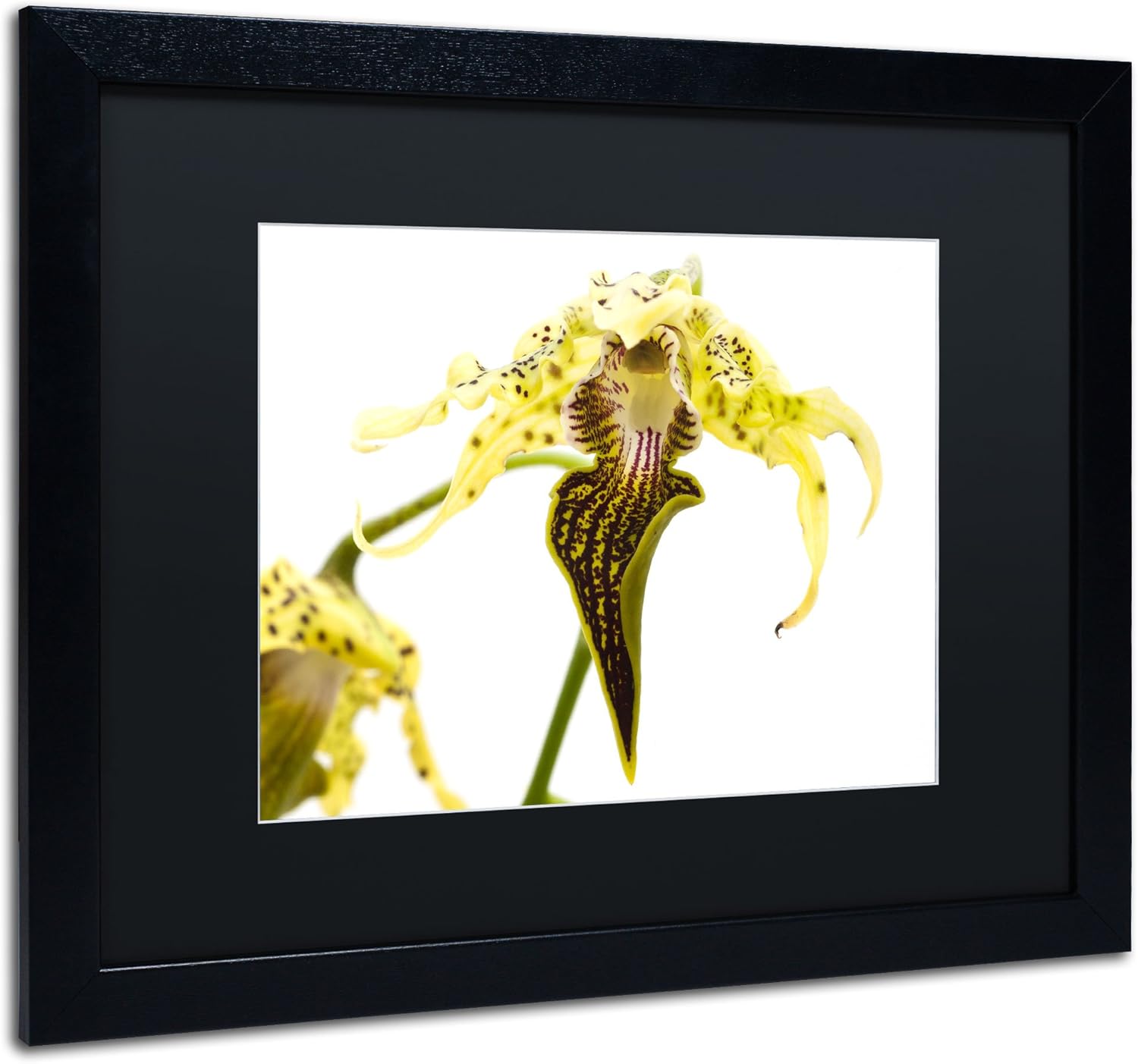 Wild Looking Orchid Black Matte Artwork by Kurt Shaffer, 16 by 20-Inch, Black Frame Pack of 2