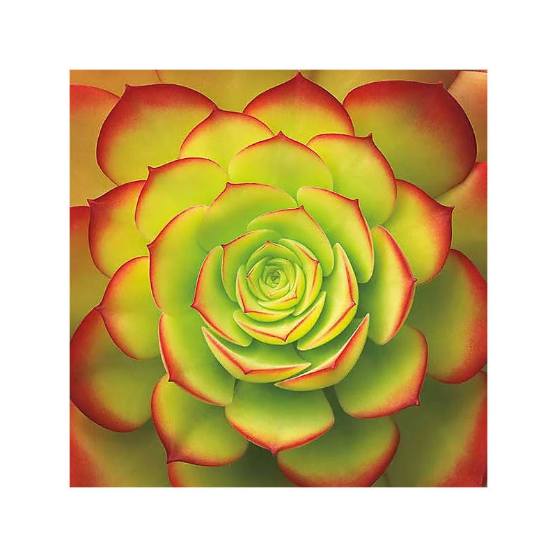 Yonkers Ladderback Solid Wood Dining Chair Color: Woodleaf Red