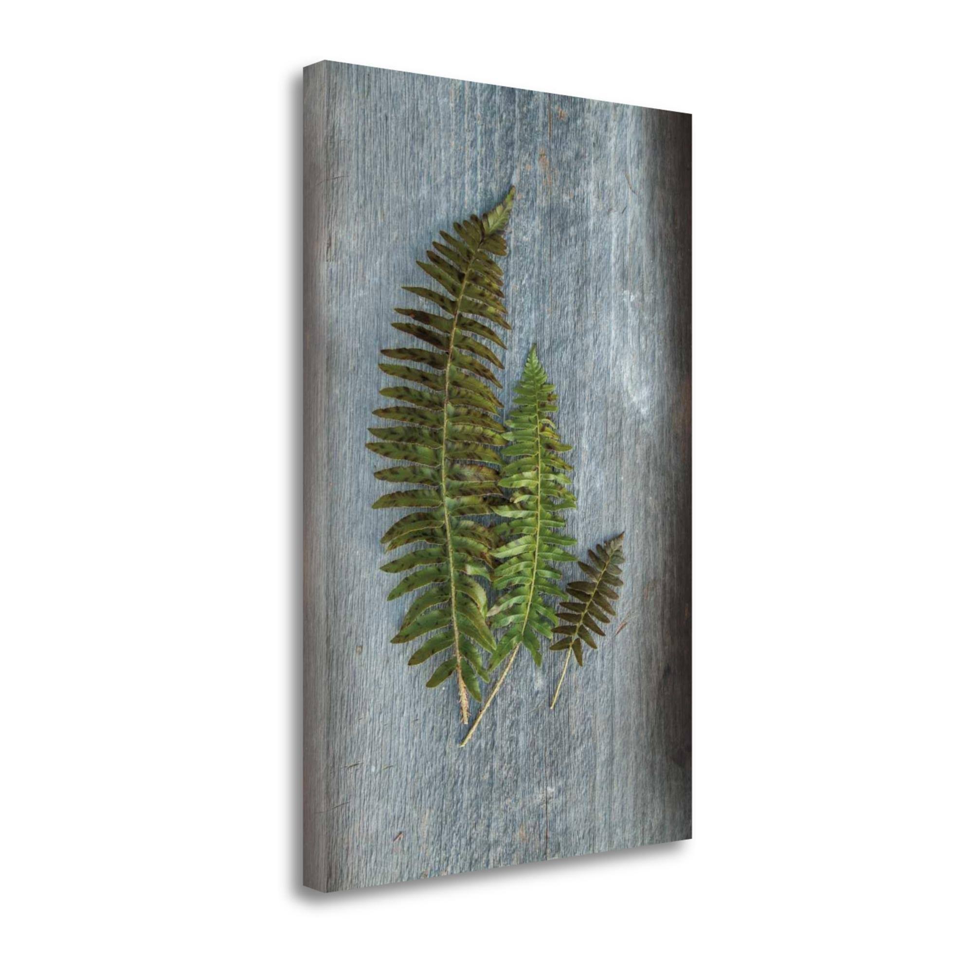 Tangletown Fine Art Woodland Fern VI by Sue Schlabach