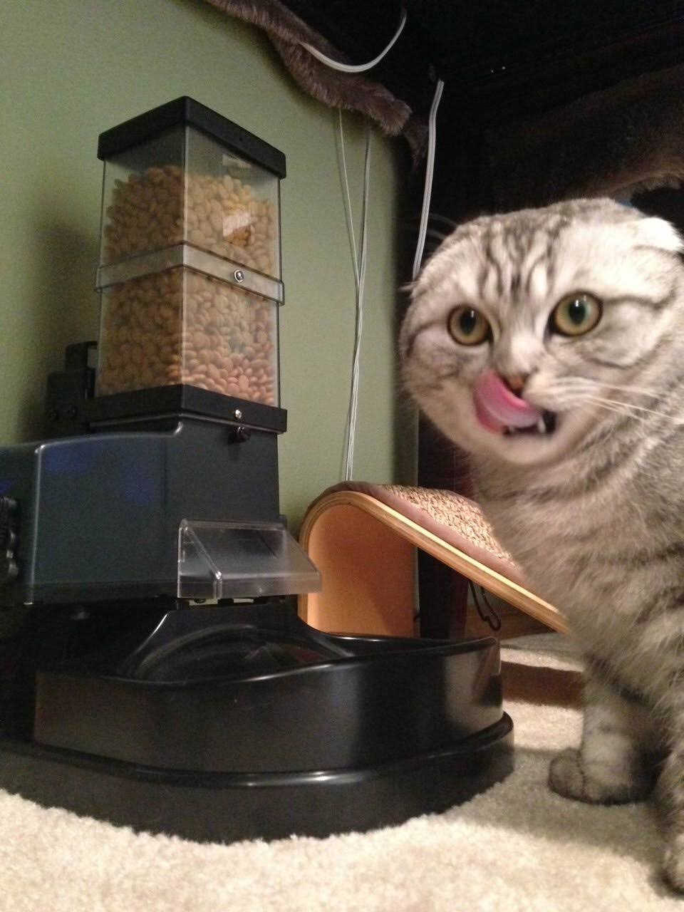 Automatic Cat feeder,CSF-3,Deal 17A,Stand,Bowl, ACAT-23 Anlg Timer