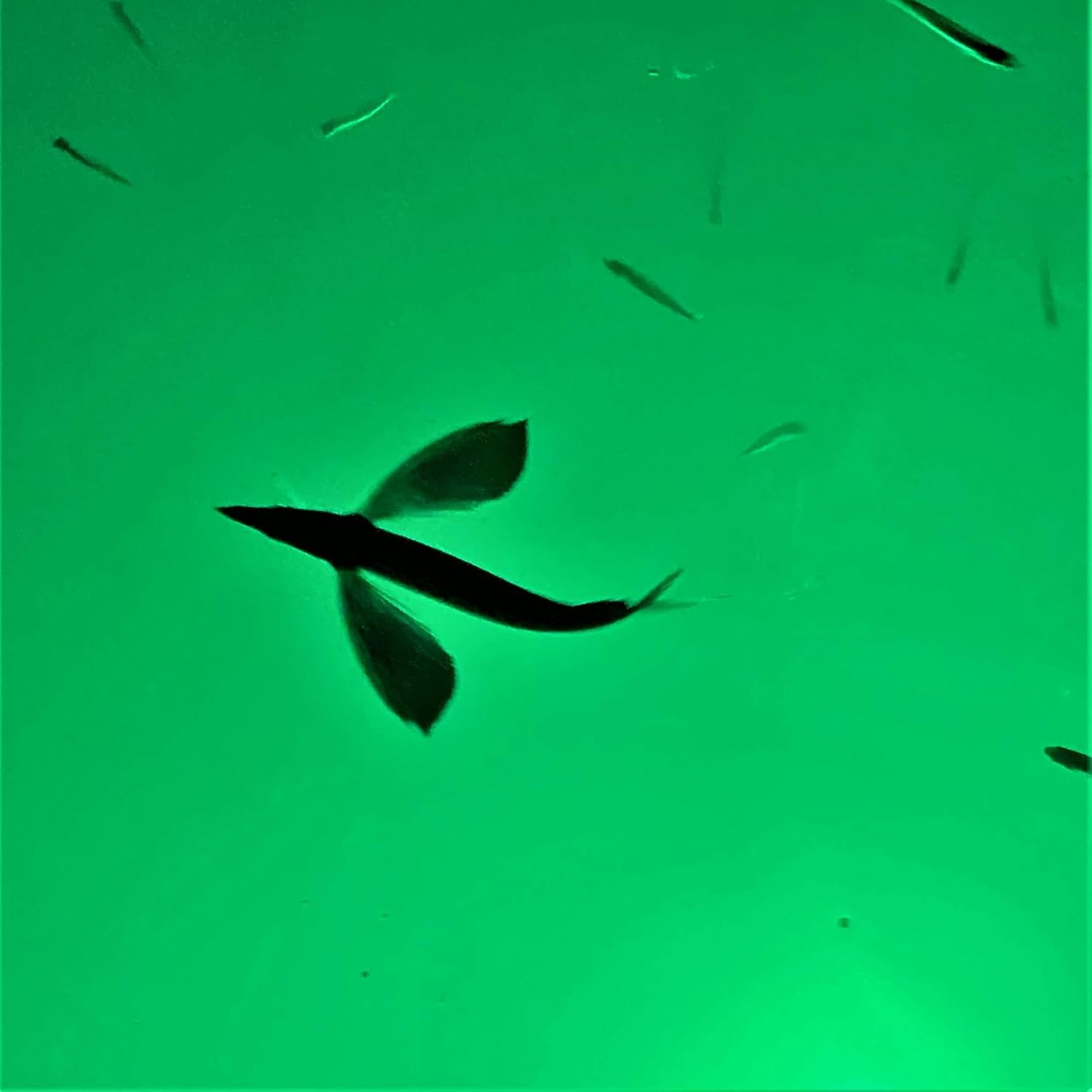 Green Blob Outdoors Underwater Fishing Light, Dock Pro Model Series 75DX, Made in Texas, 110 Volt AC, with 3 Prong Plug and 30ft Cord, High Powered