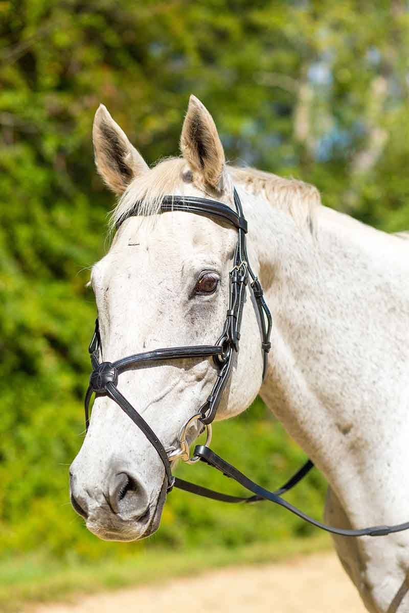 Avignon Woodside Bridle - Black