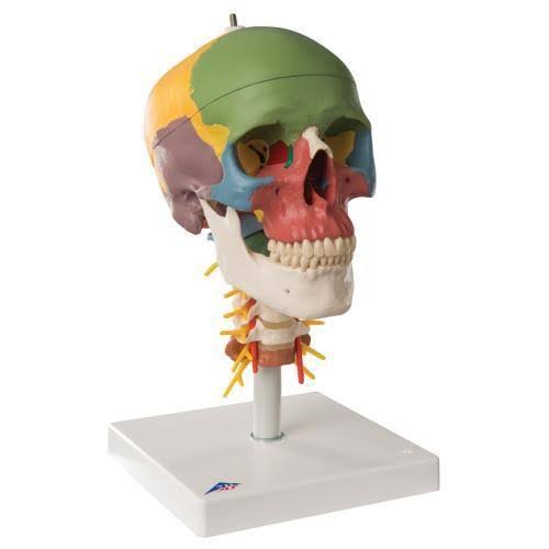 3B Scientific, 1020161, Didactic Human Skull Model on Cervical Spine