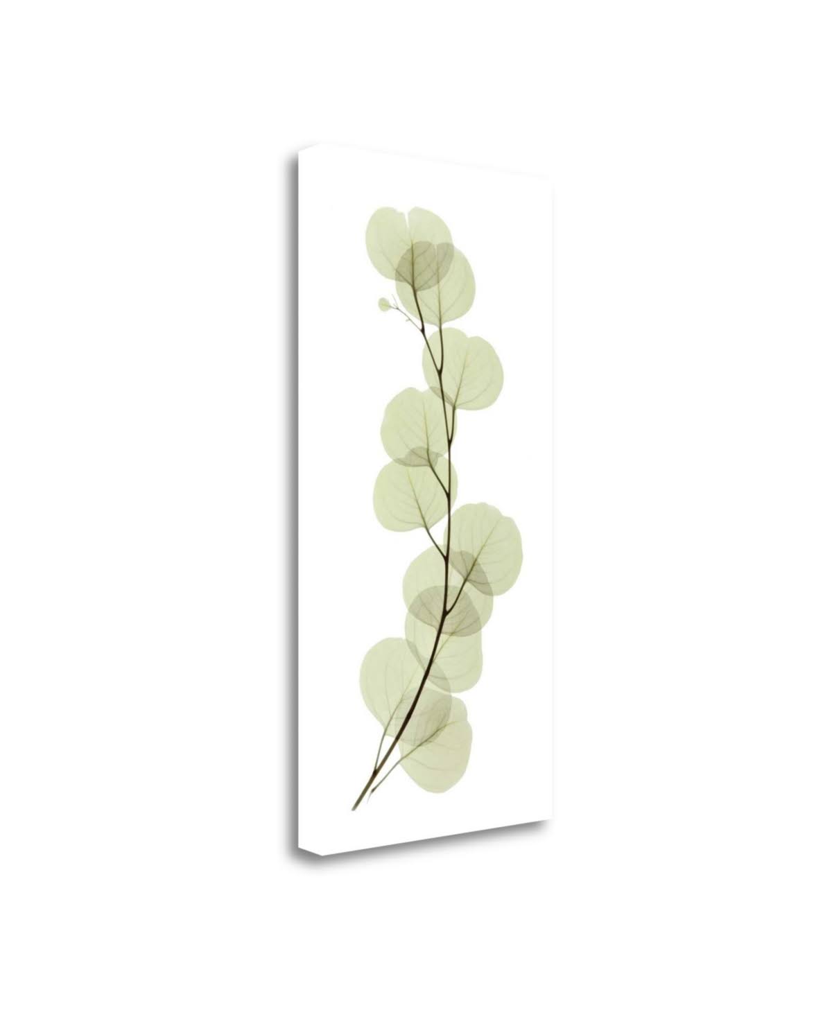 39x22 x 20x22 Eucalyptus by Acee Fine Art Giclee Print