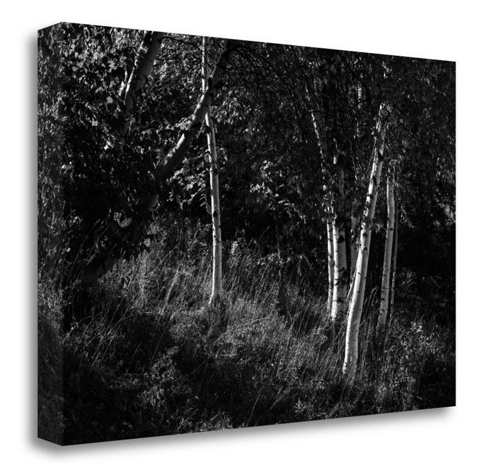 17x22 x 26x22 Sunlit Birches II by Sue Schlabach Fine Art Giclee Print