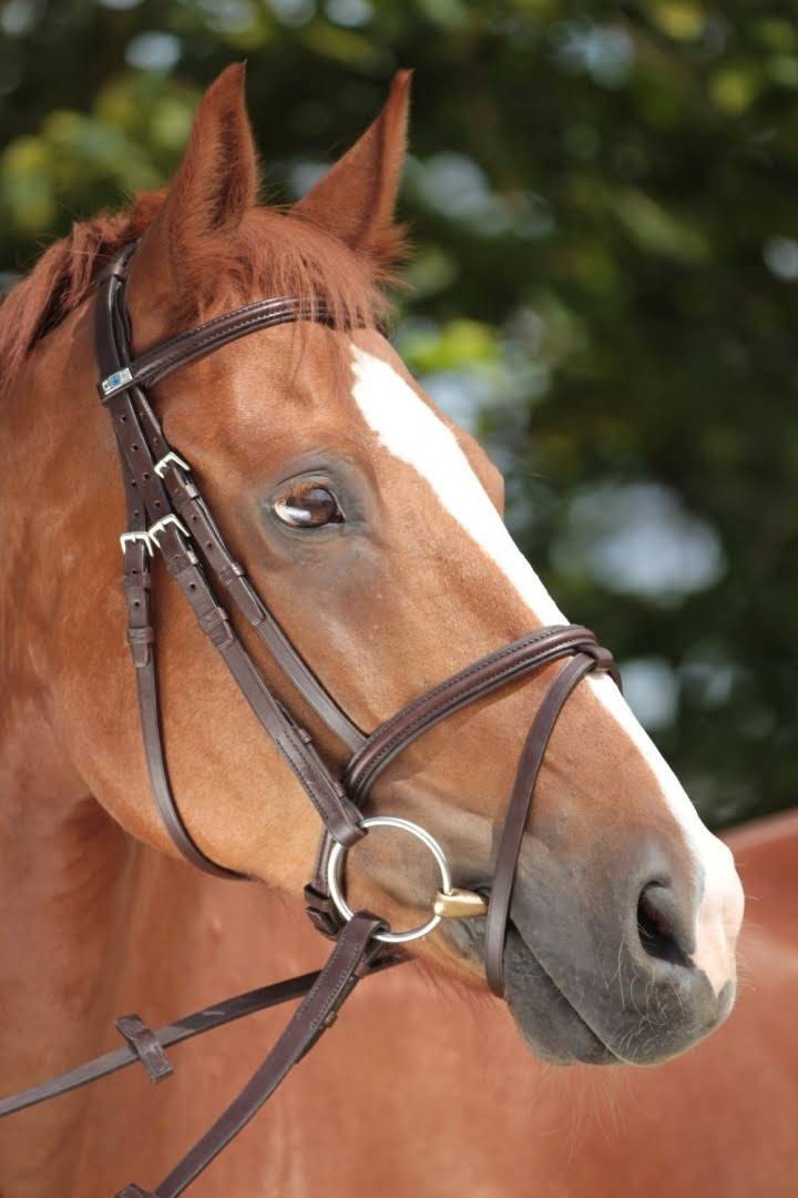Stubben 2300 Leitrim Combined Noseband Snaffle Bridle - Black