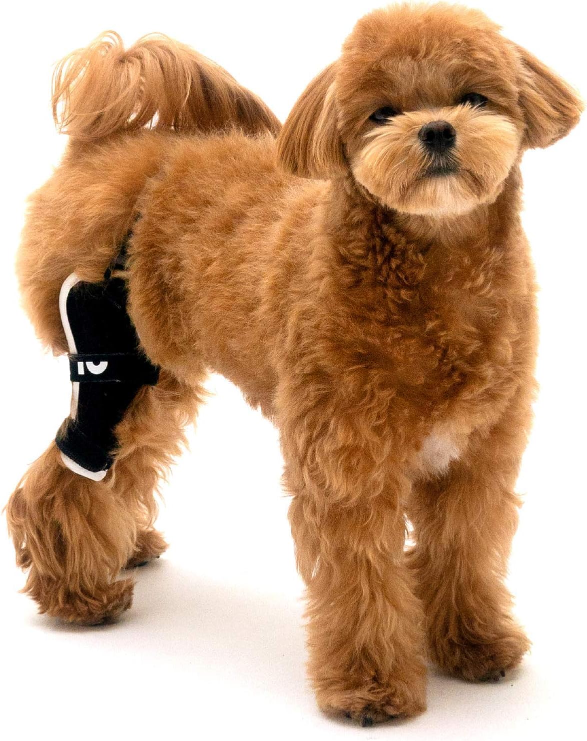 Poveo hinged Dog Knee Brace with Patella Tracker - Neoprene Canine Stifle Support for Dogs with Flexible Support, Torn ACL, Patella Luxation, osteoarthritis, limping from Joint Pain, Hip dysplasia