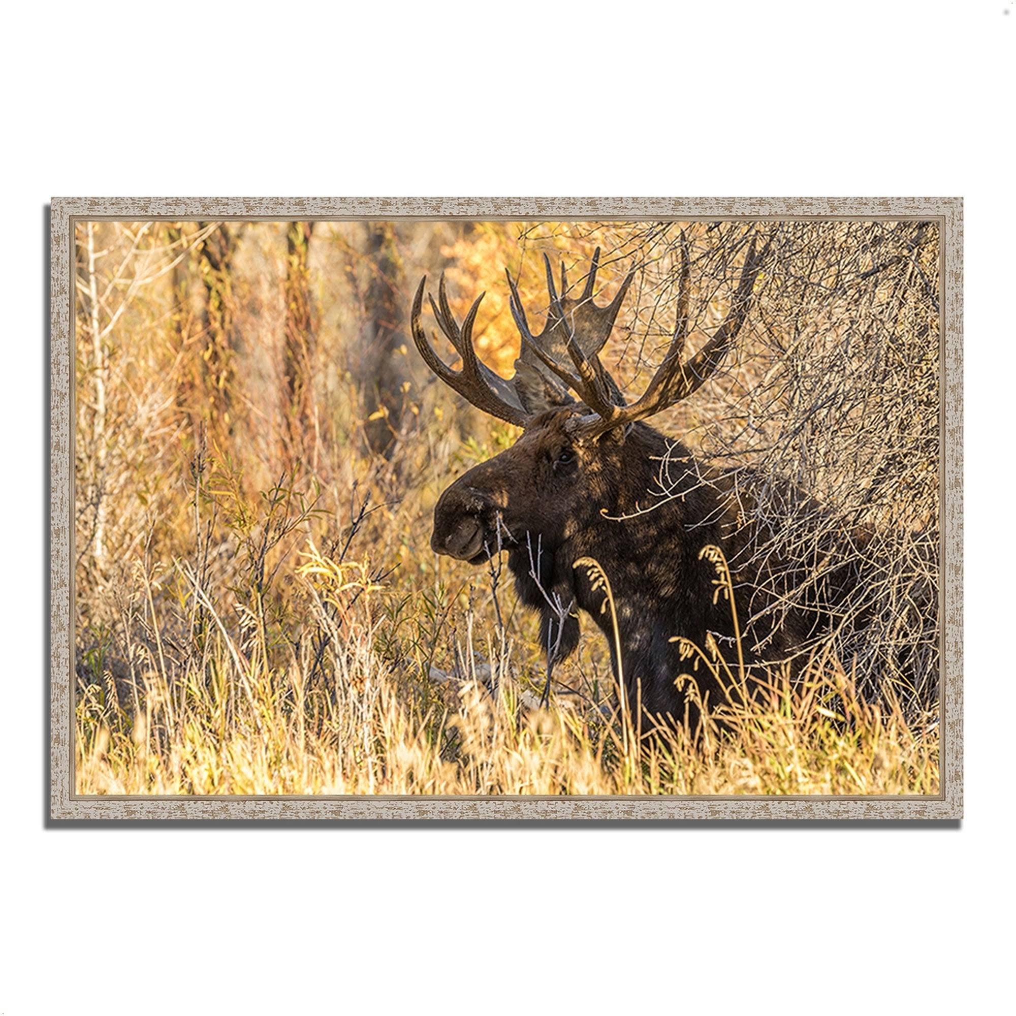 22x22 x 32x22 Black Antler Moose Fine Art Giclee Print