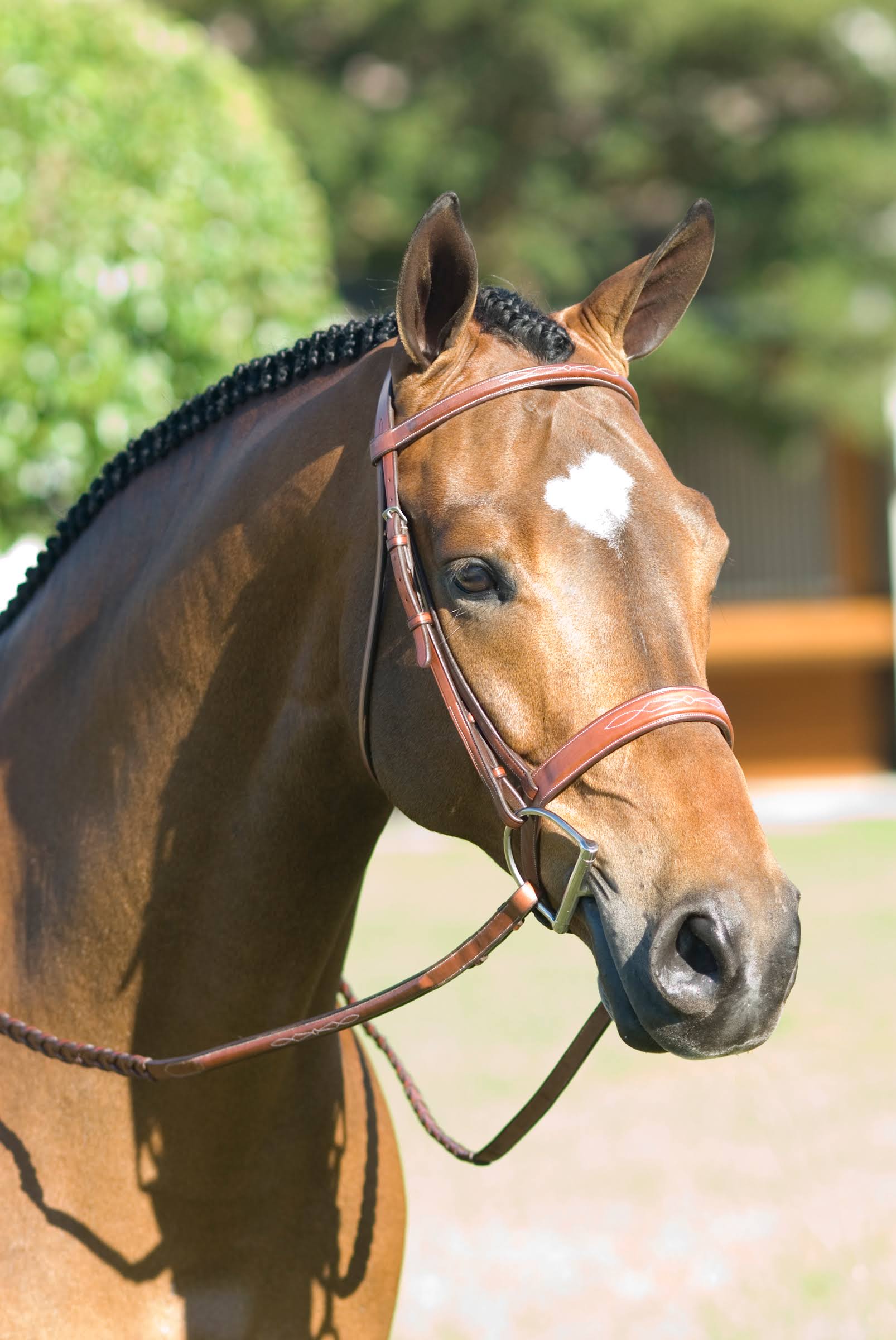 Rodrigo Pessoa Fancy Wide Show Bridle W Raised Laced Reins Pony / Dark Brown