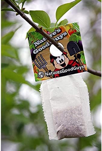 Nature's Good Guys Neoseiulus californicus (25,000 in Hanging Sachets)