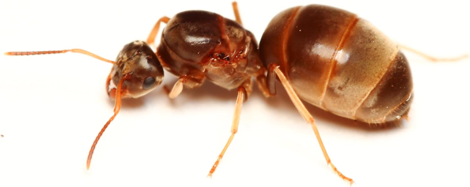 Live Queen Ant with Food | Labor Day Ants | for Home or Classroom