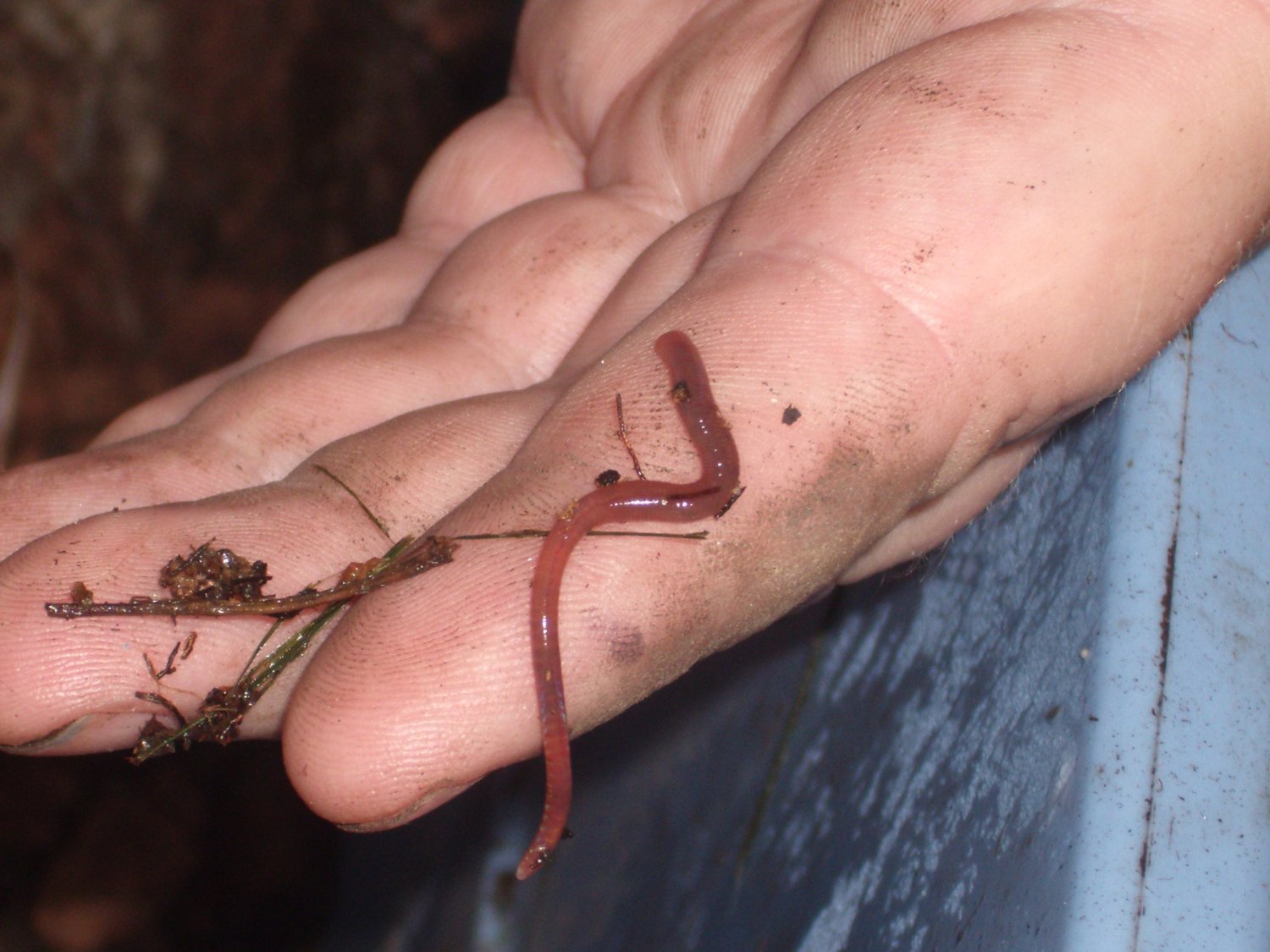 Nature's Little Recyclers 2000+ Red Wigglers, Organically & Sustainably Raised, Great for Composting & Pets, 2 Pounds