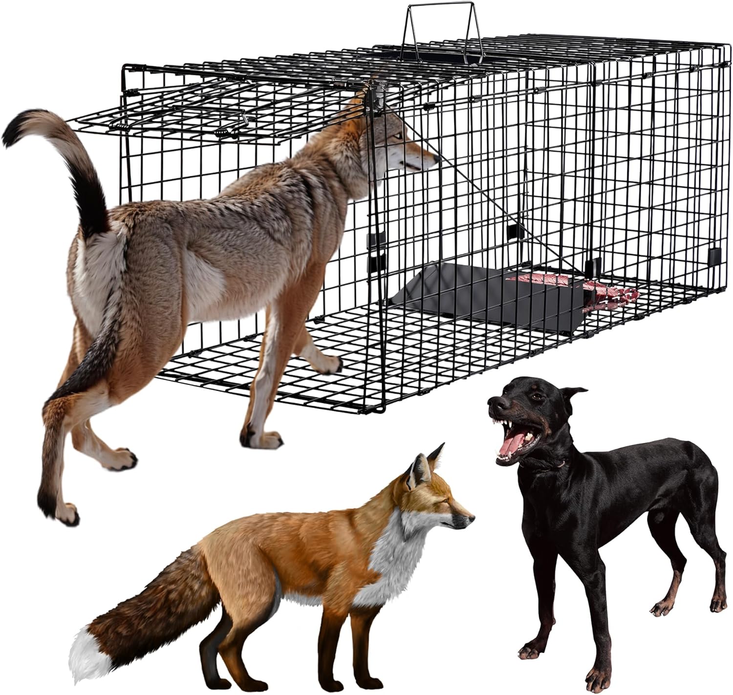 Humane Large Animal Trap Black 51.2 x 17.7 x 19.7 inch, Easy to Set & Release Animal Trap Cage, Collapsible Live Traps for Dogs, Raccoons, Foxes, Coyotes
