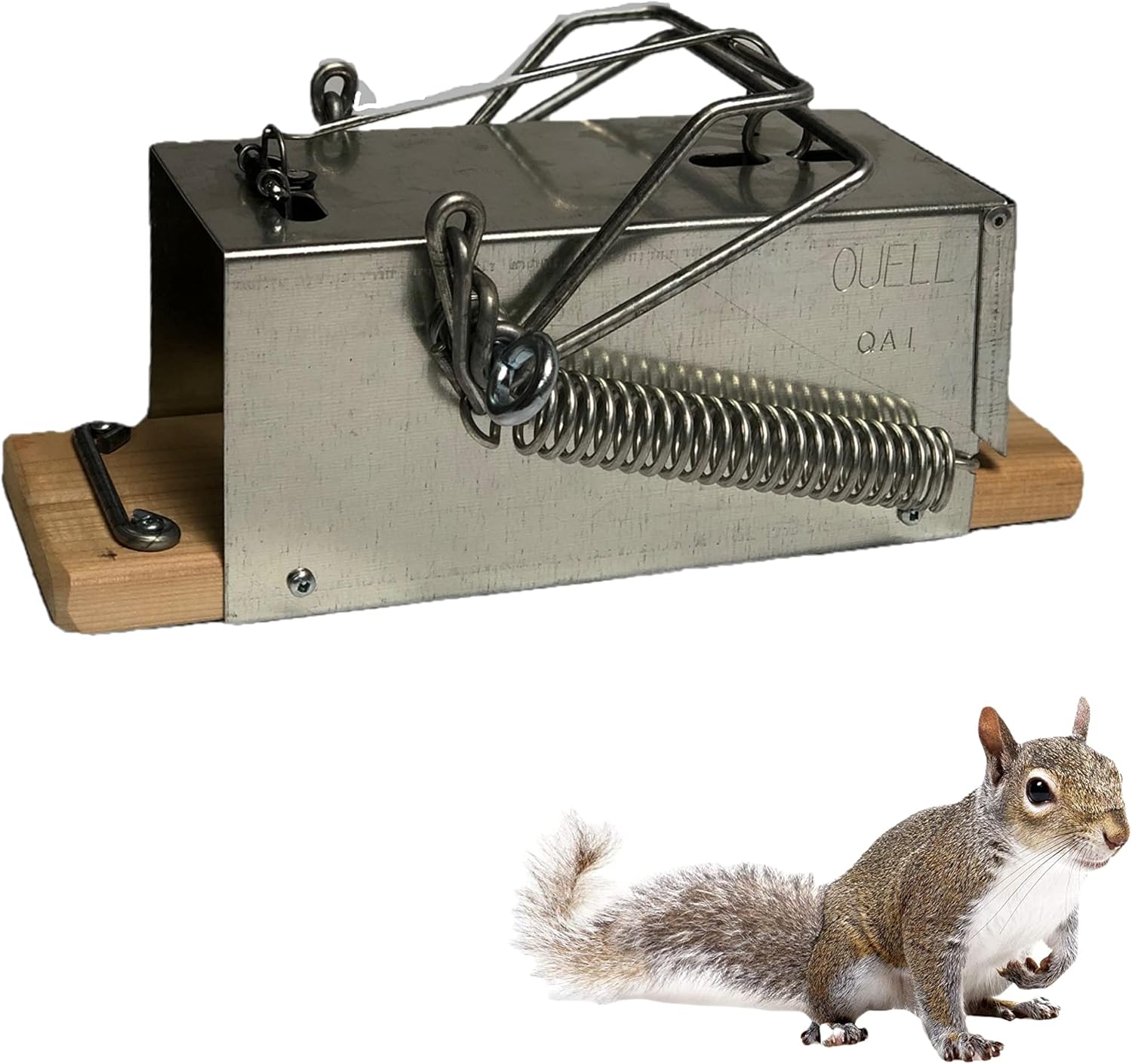 Big Squirrel Trap Indoor Outdoor – Medium Rodent Trap – Ouell Traps – Black and Grey Squirrels – QAI Quell – Most Powerful Trap