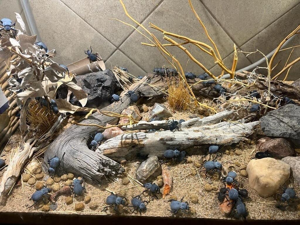 Flawed Blue Death Feigning Beetle (Group of 40) - Live Ironclad Beetle! *Special: Get 10 Flawed Smooth feigning Beetles (Asbolus laevis) with Every Order!